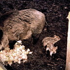 Maskottchen vom PzGrenBtl 172 (2)