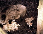 Maskottchen vom PzGrenBtl 172 (2)