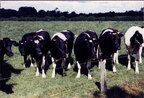 1986-07-07 10 - Infanteriegefechtsausbildungswoche (4 Kp) (9)