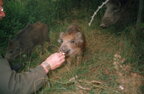 1990-09 - Bergen-Hohne - Tierischer Besuch beim InstZg 174